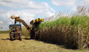 sugarcane3.jpg